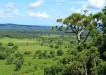 Cerrado em Pé