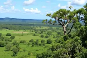 Cerrado em Pé