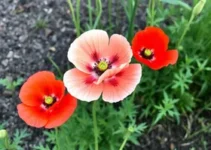 Flor Papoula
