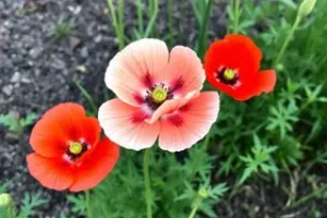 Flor Papoula